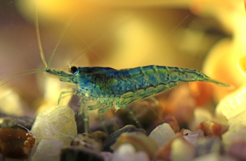 水中休息的蓝宝石虾
