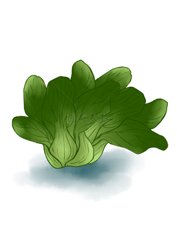 手绘健康蔬菜油菜